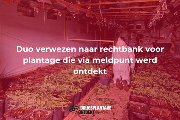 Turnhout - Duo verwezen naar rechtbank voor plantage die via meldpunt werd ontdekt